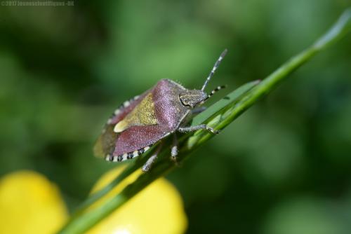 Dolycoris baccarum